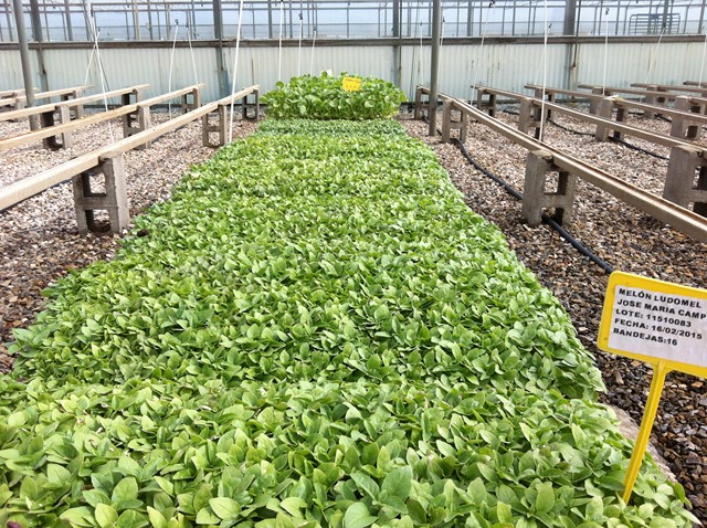 Semilleros Serviplant