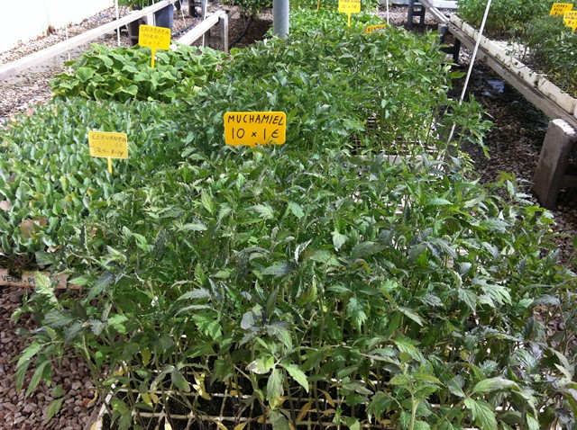 Semilleros Serviplant