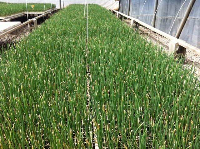 Semilleros Serviplant