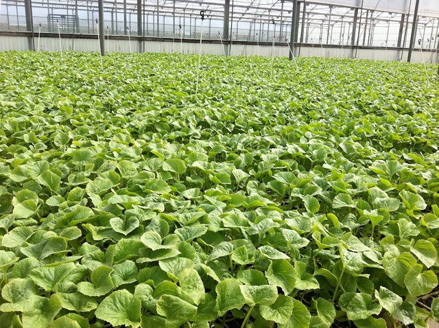 Semilleros Serviplant