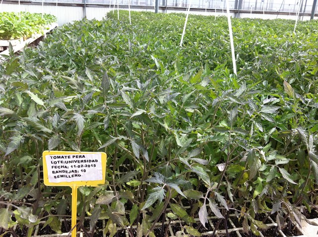 Semilleros Serviplant