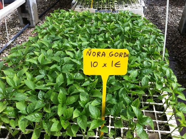 Semilleros Serviplant