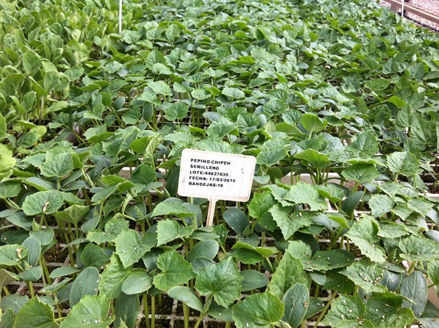 Semilleros Serviplant