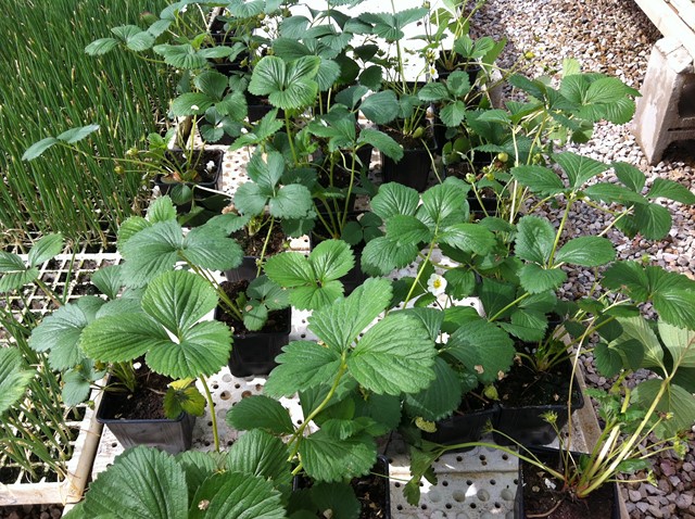 Semilleros Serviplant