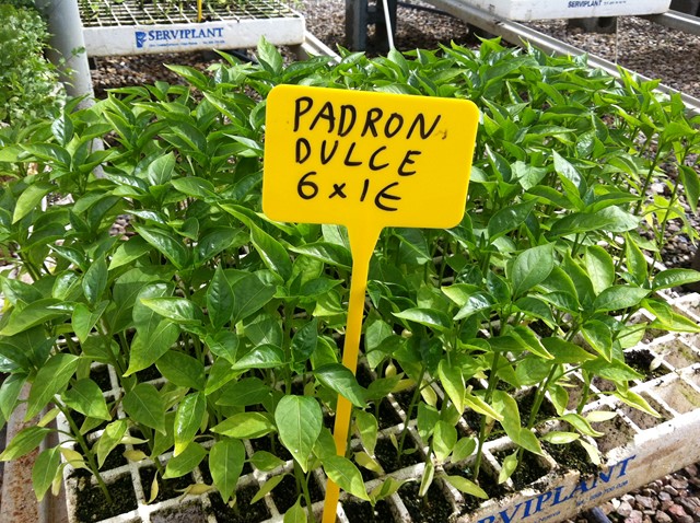 Semilleros Serviplant