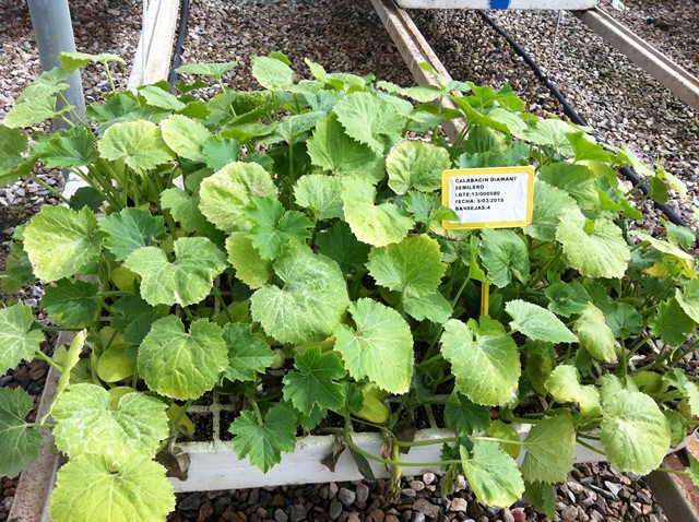 Semilleros Serviplant