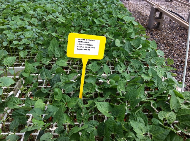 Semilleros Serviplant