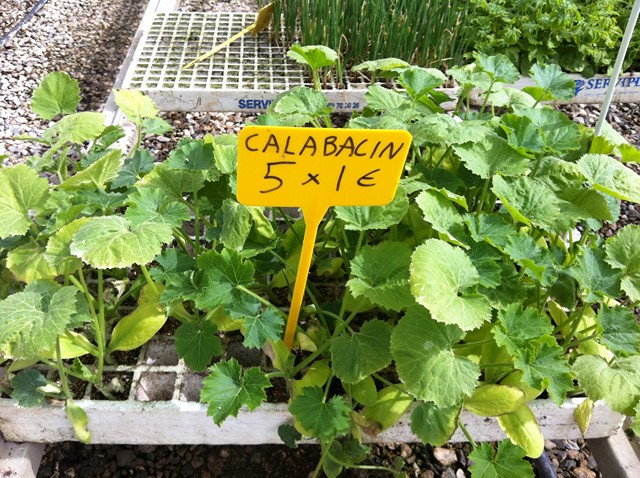 Semilleros Serviplant