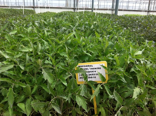 Semilleros Serviplant