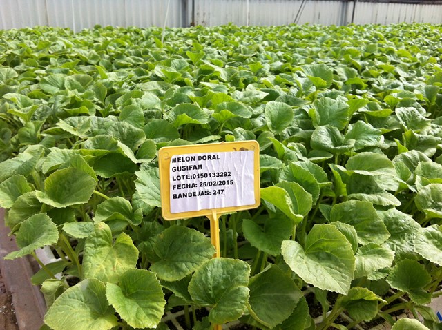 Semilleros Serviplant