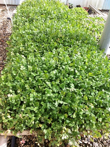 Semilleros Serviplant