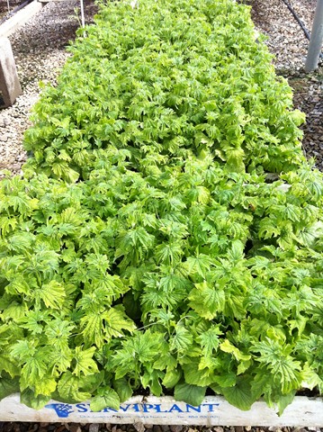 Semilleros Serviplant