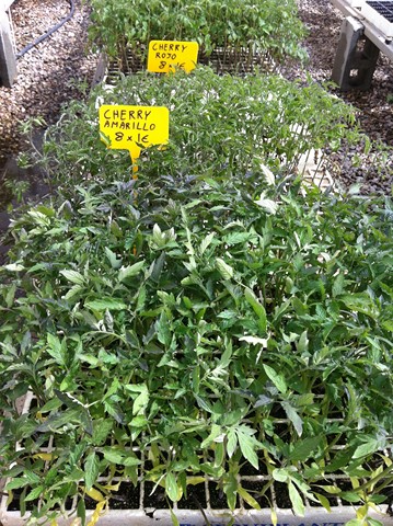 Semilleros Serviplant