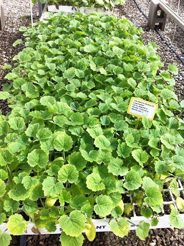 Semilleros Serviplant