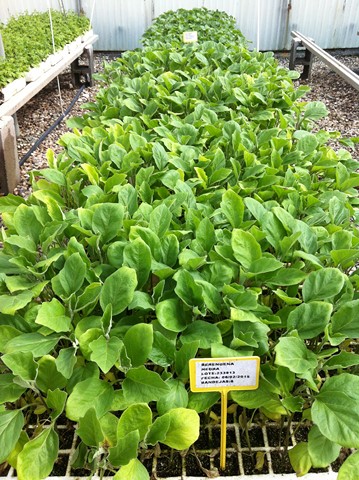 Semilleros Serviplant