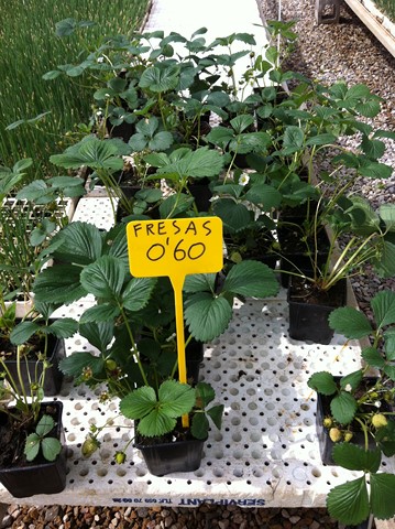 Semilleros Serviplant