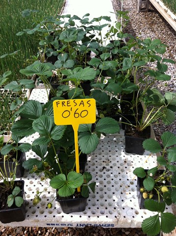 Semilleros Serviplant